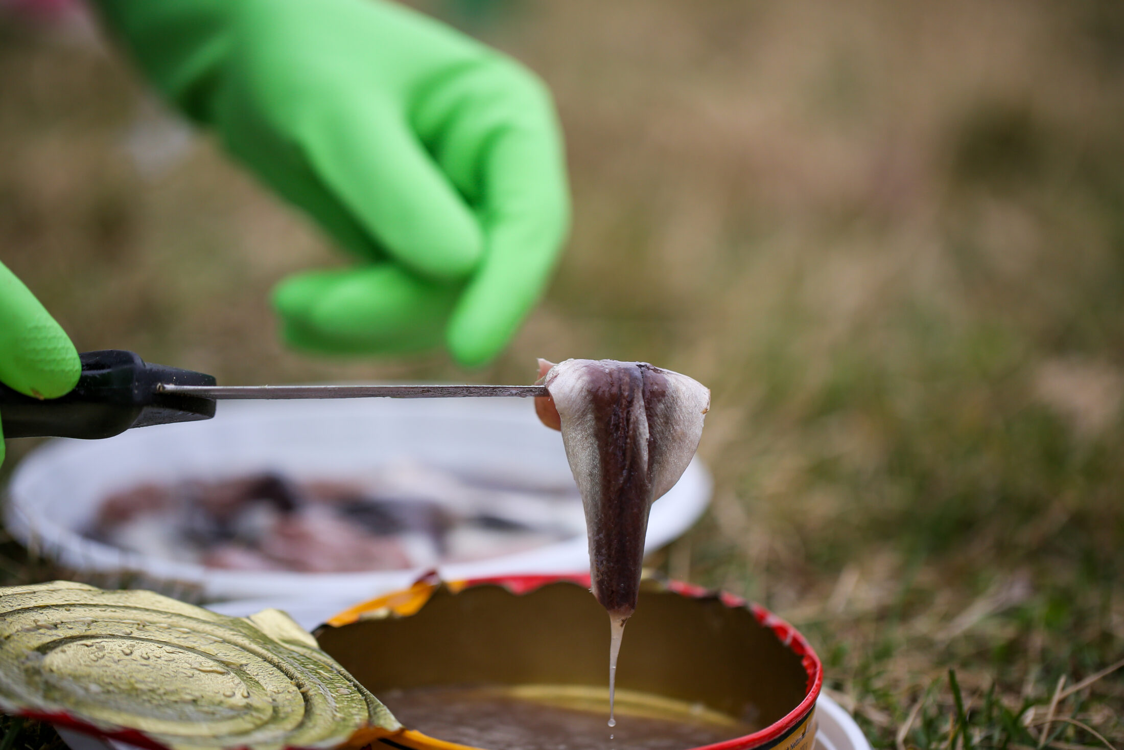 A svéd halkonzerv, ami felér egy vegyi fegyverrel – ez a surströmming